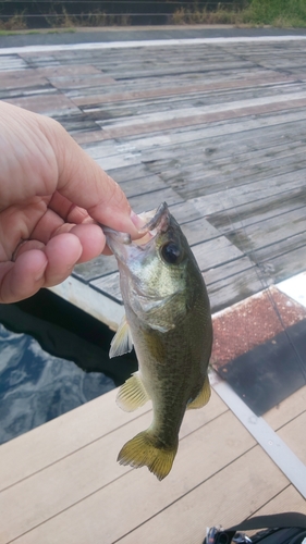 ブラックバスの釣果