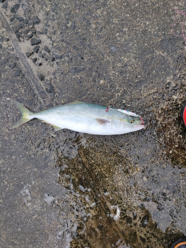 ハマチの釣果