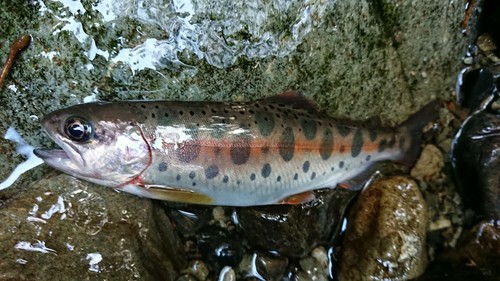 ヤマメの釣果