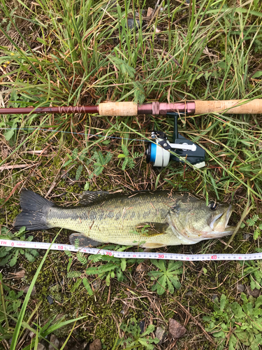 ブラックバスの釣果