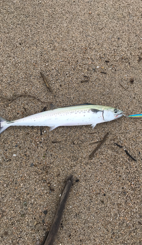 サゴシの釣果