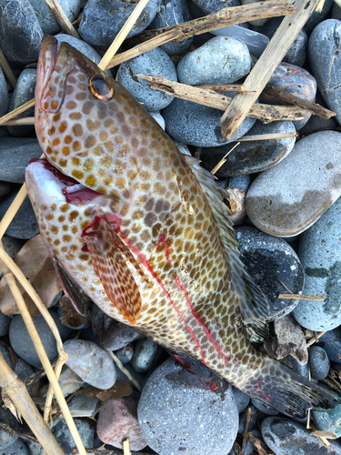 オオモンハタの釣果