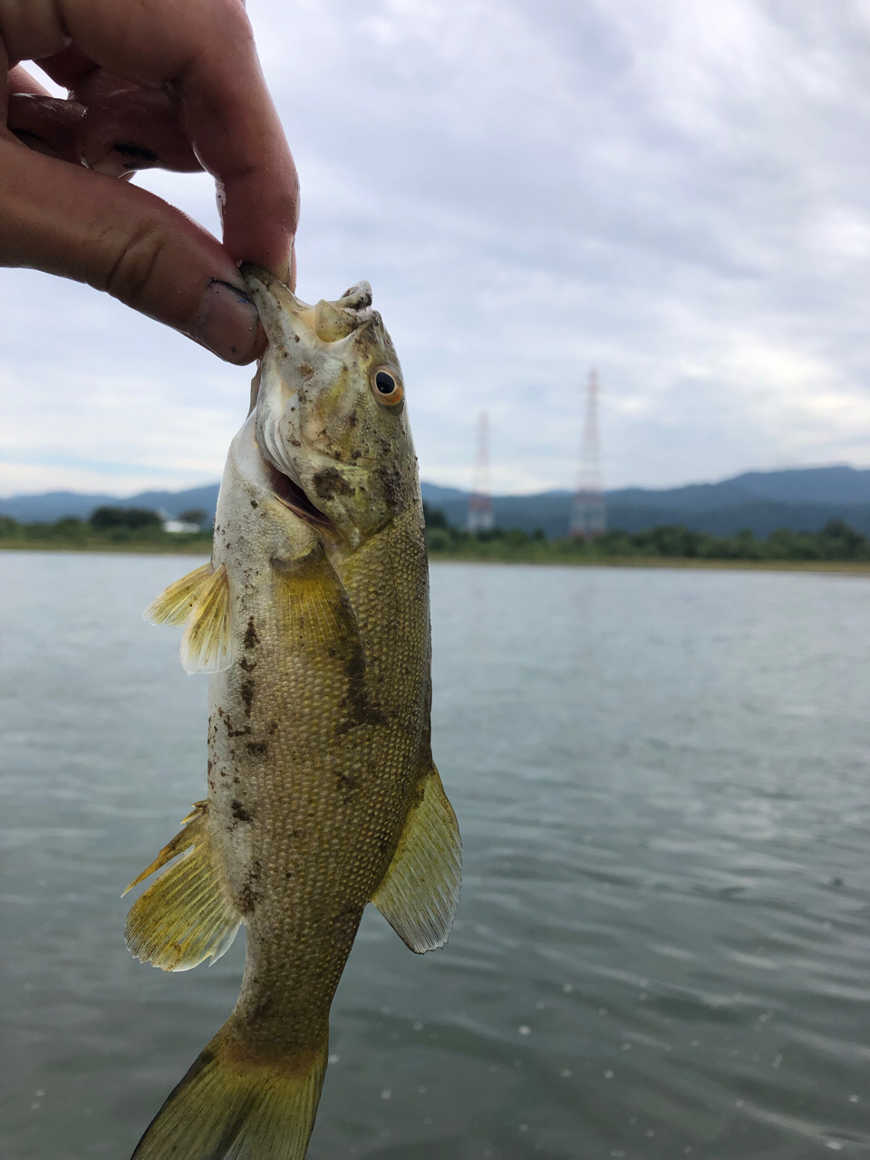 スモールマウスバス