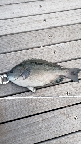 クチブトグレの釣果