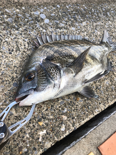 クロダイの釣果