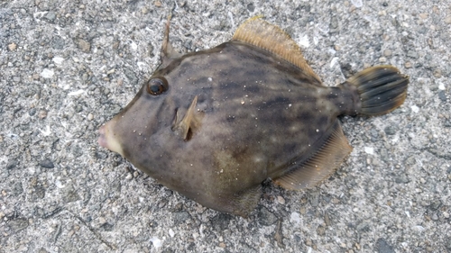 チャリコの釣果