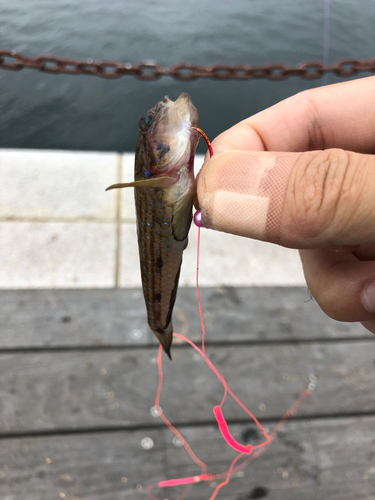 アナハゼの釣果