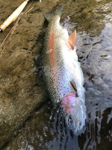 ニジマスの釣果