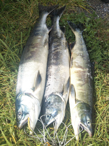 シロザケの釣果