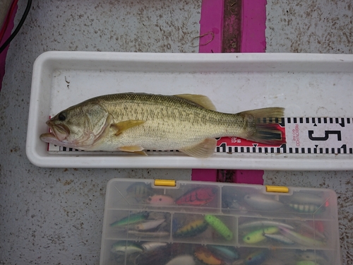 ブラックバスの釣果