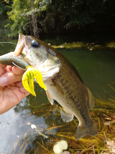 ラージマウスバスの釣果