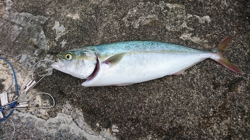 ツバスの釣果