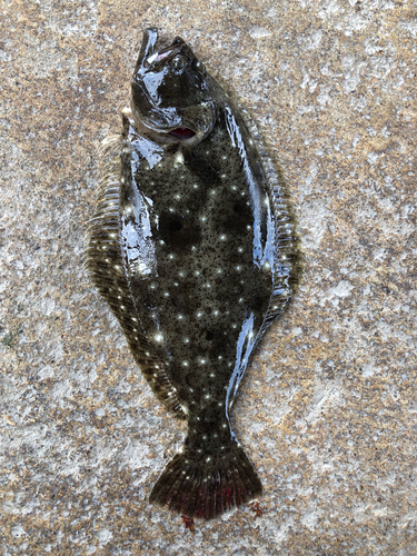 ヒラメの釣果