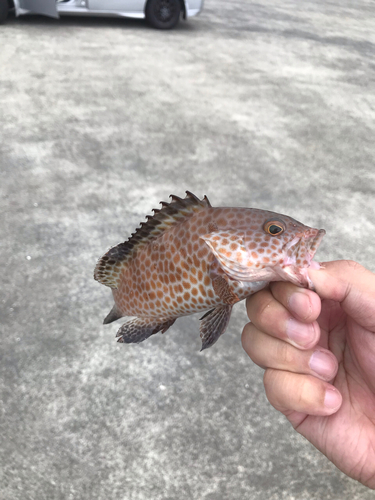 オオモンハタの釣果