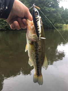 ブラックバスの釣果