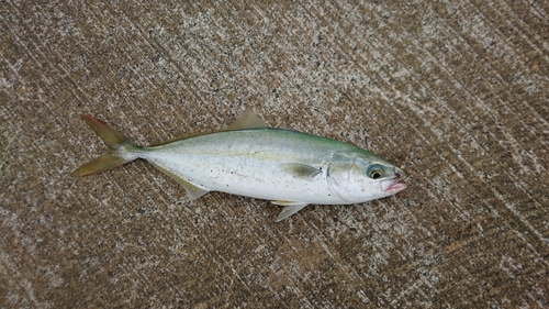 ワカシの釣果