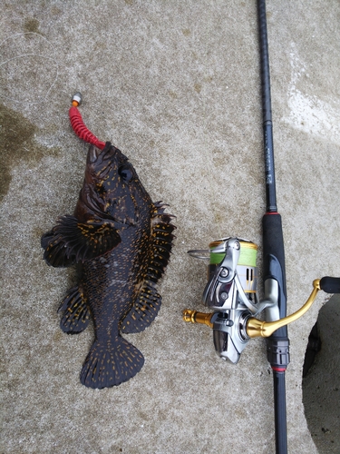 オウゴンムラソイの釣果