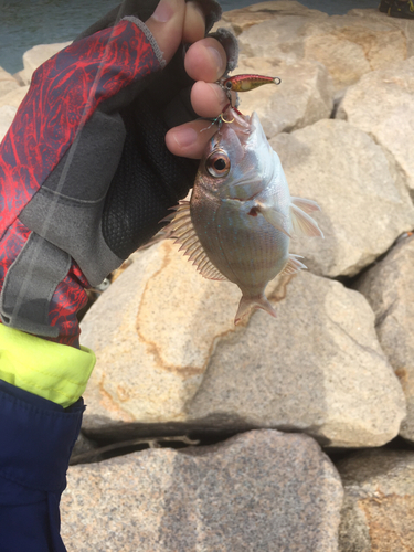 チャリコの釣果