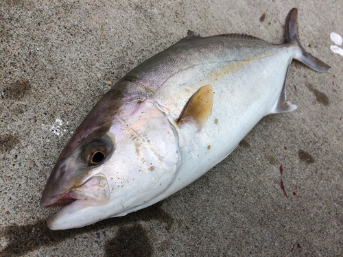 ショゴの釣果