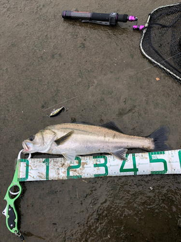 スズキの釣果