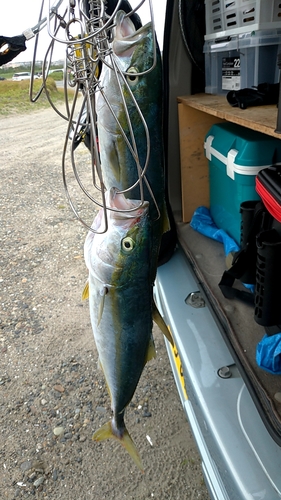 ワカシの釣果