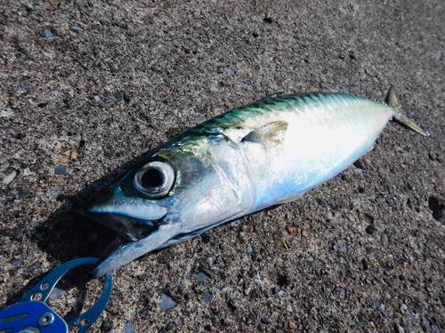 マサバの釣果