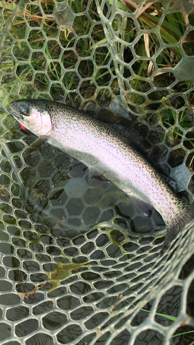 ニジマスの釣果