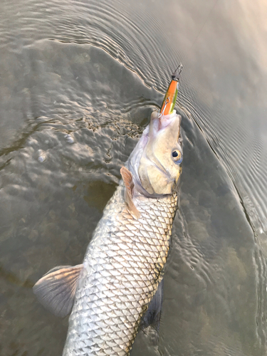 ニゴイの釣果