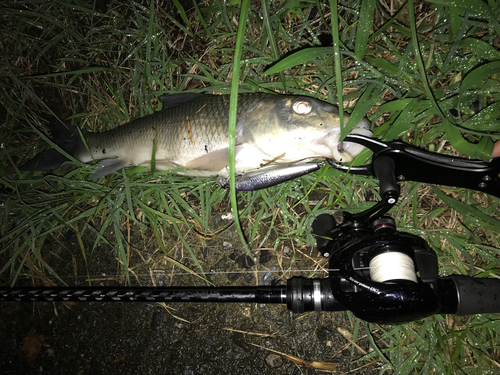 ニゴイの釣果