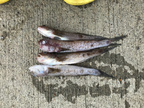 ハゼの釣果