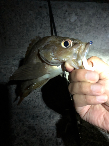 エゾメバルの釣果