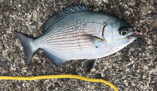 イスズミの釣果