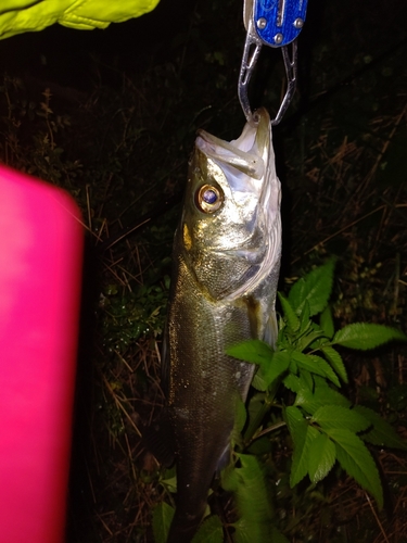 フッコ（マルスズキ）の釣果