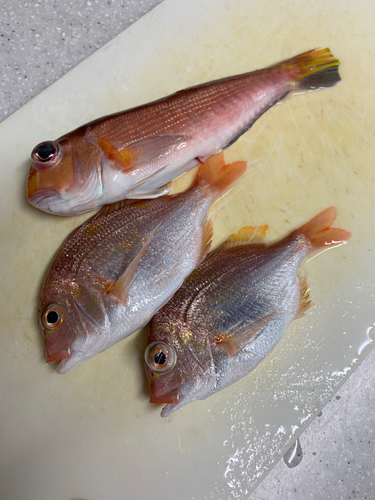 アマダイの釣果