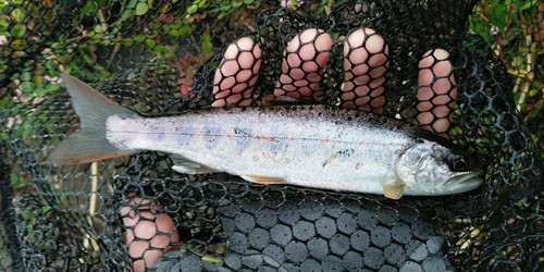 アマゴの釣果