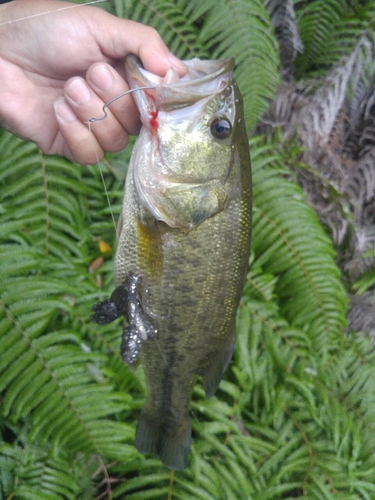 ラージマウスバスの釣果