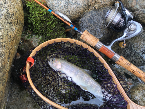 イワナの釣果