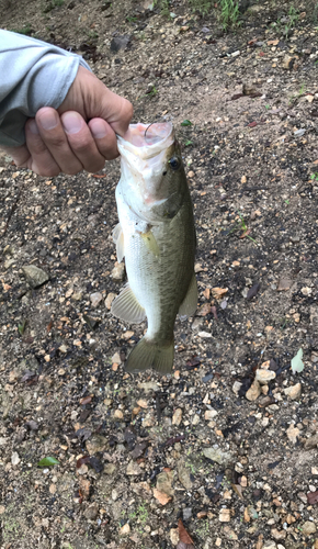 ラージマウスバスの釣果