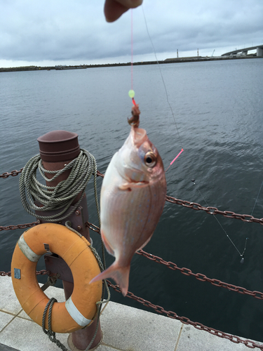 チャリコの釣果