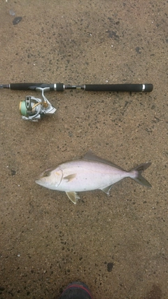 ショゴの釣果