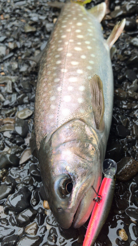 エゾイワナの釣果