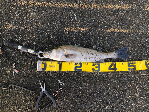 フッコ（マルスズキ）の釣果