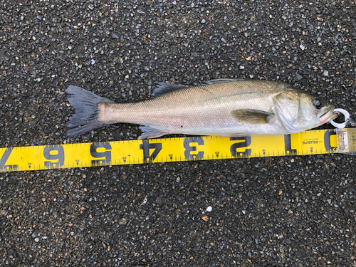 フッコ（マルスズキ）の釣果