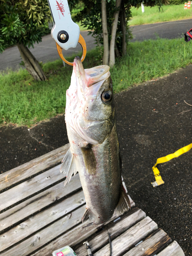 フッコ（マルスズキ）の釣果