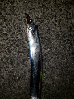 タチウオの釣果