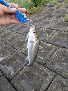 セイゴ（マルスズキ）の釣果