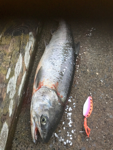 シロザケの釣果