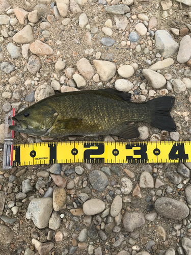 スモールマウスバスの釣果