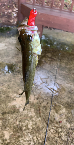 ブラックバスの釣果