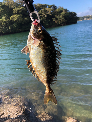 アイゴの釣果